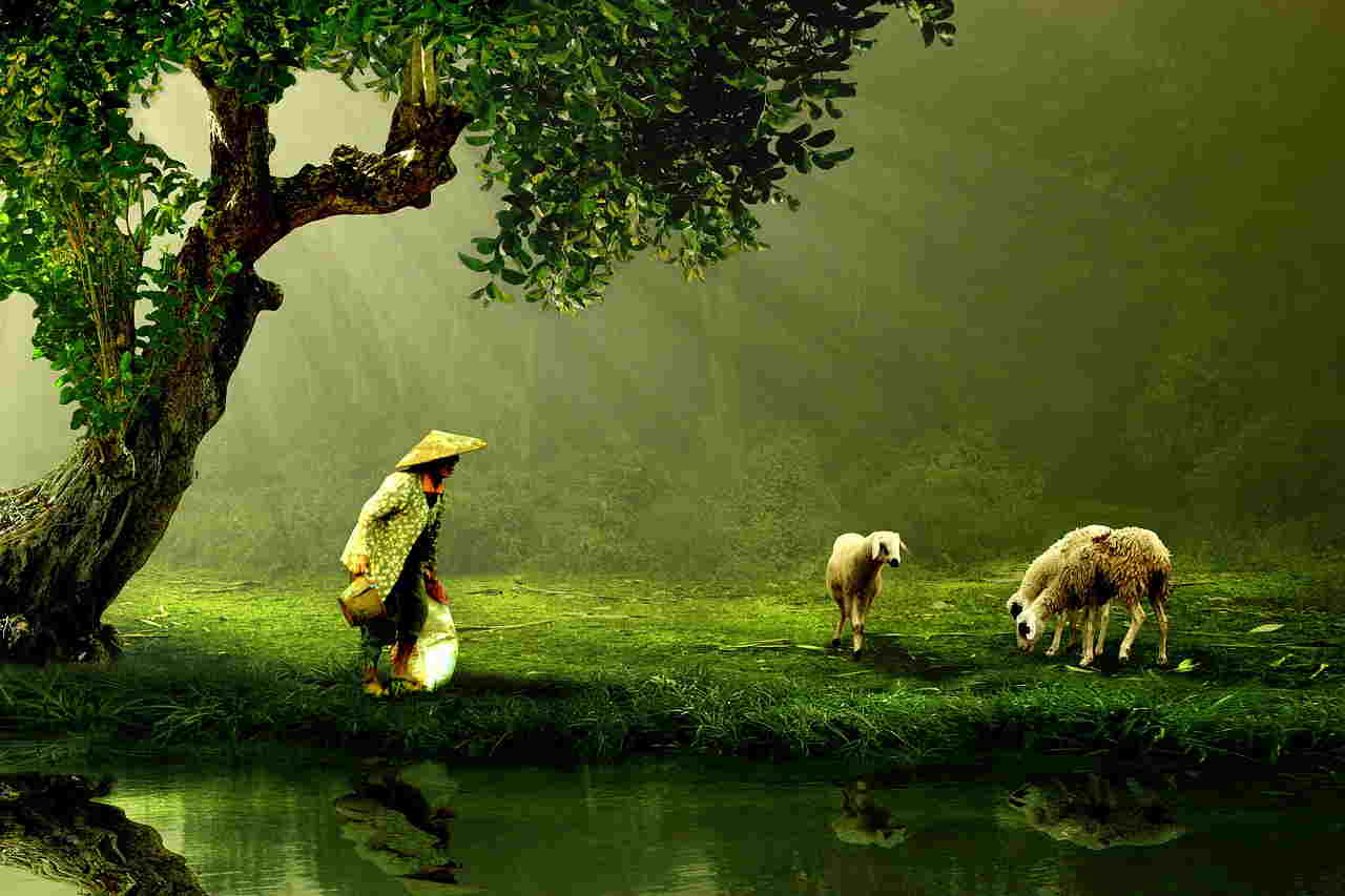 women and sheep